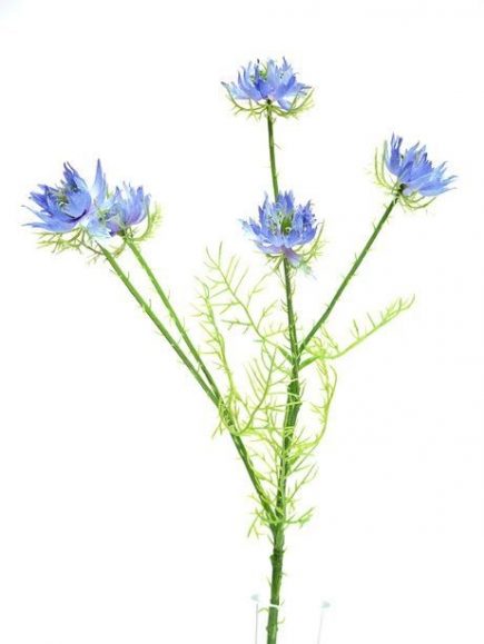Blue Nigella Flowers