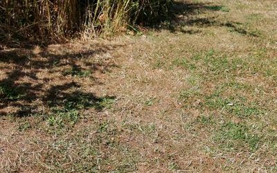 Autumn Lawn Care After Drought: How to Repair a Dry, Brown Lawn