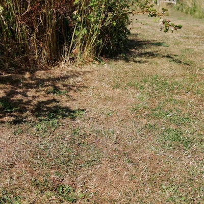 Brown and patchy UK garden lawn recovering in autumn after a dry summer